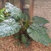 Metallica Elephant Ear - Alocasia plumbae - Live Plant