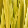 Bodhi® Massage Oil Lemongrass 100 ml - for Muscle Relaxation