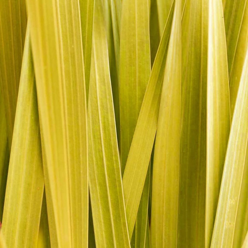 Bodhi® Massage Oil Lemongrass 100 ml - for Muscle Relaxation