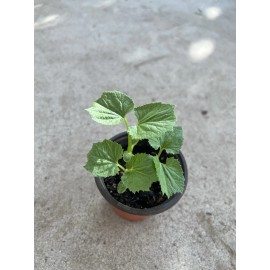 BitterMelon Plant Starter Plant 5”  With Pot Ready To Plant