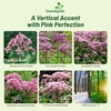 Outsidepride Joe Pyeweed Eupatorium Seeds - 5000 Pcs Easy to