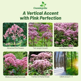 Outsidepride Joe Pyeweed Eupatorium Seeds - 5000 Pcs Easy to Grow, Non-Invasive Perennial Flower Seeds for Planting for Pollinator Gardens, Flood Plains, Swamps, Bogs, or Stream Banks