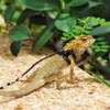 3 Packs Bearded Dragon Harness and Leash Adjustable(S,M,L) - Soft