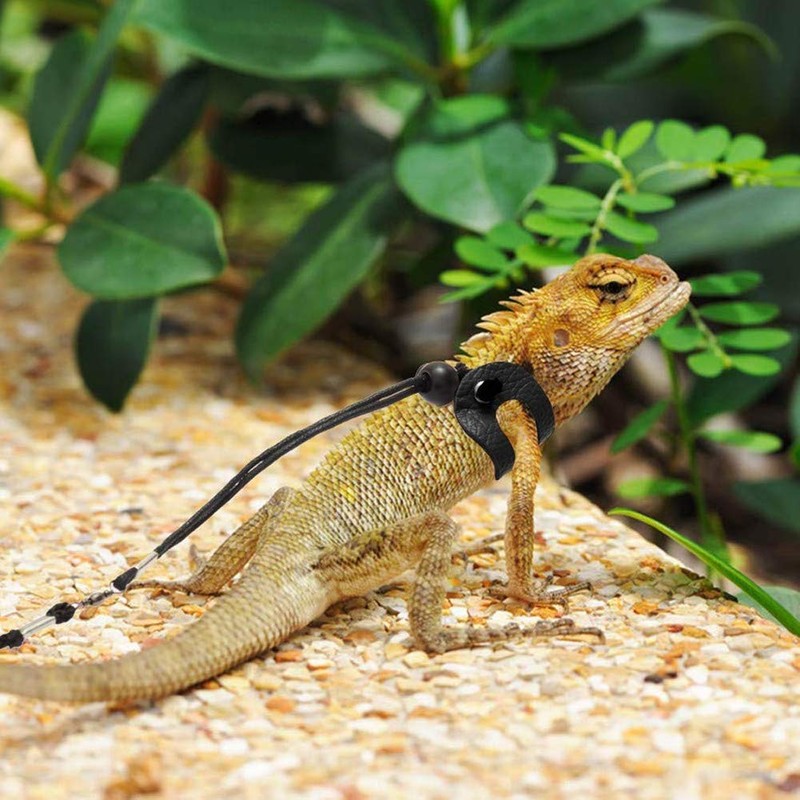 3 Packs Bearded Dragon Harness and Leash Adjustable(S,M,L) - Soft