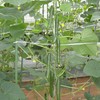 Cucumber Seeds - Housaku - Hybrid - 1 Oz ~20