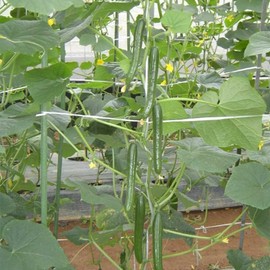 Cucumber Seeds - Housaku - Hybrid - 1 Oz ~20 Seeds - Non-GMO, F1 Hybrid - Asian Garden Vegetable