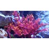Reef Refugium live Red Dragons Breath Macro Algae Food coral Acropora OG