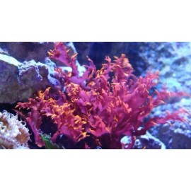 Reef Refugium live Red Dragons Breath Macro Algae Food coral Acropora OG