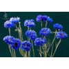 Dwarf Blue Cornflower (Bachelor's Buttons, Dwarf Blue Jubilee Gem) Seeds