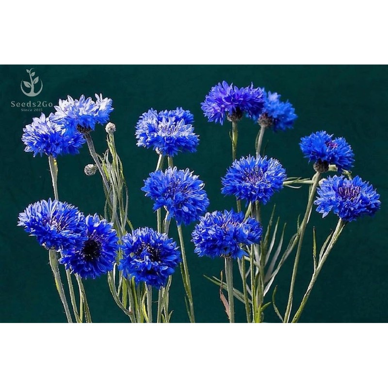 Dwarf Blue Cornflower (Bachelor's Buttons, Dwarf Blue Jubilee Gem) Seeds