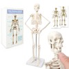 Mini Human Skeleton Model for Anatomy, 17.7 Inches (45 cm)