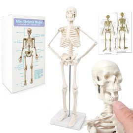 Mini Human Skeleton Model for Anatomy, 17.7 Inches (45 cm) Full Body Human Skeleton Model and Movable Arms and Legs on Plastic Base for Medical Teaching, Learning, Education, Display, Gift