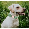 DOGWONG Collar y correa de algodón para perro