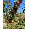 Santiam Red Giant Apple Tree on M7, bare root,3/8" 32