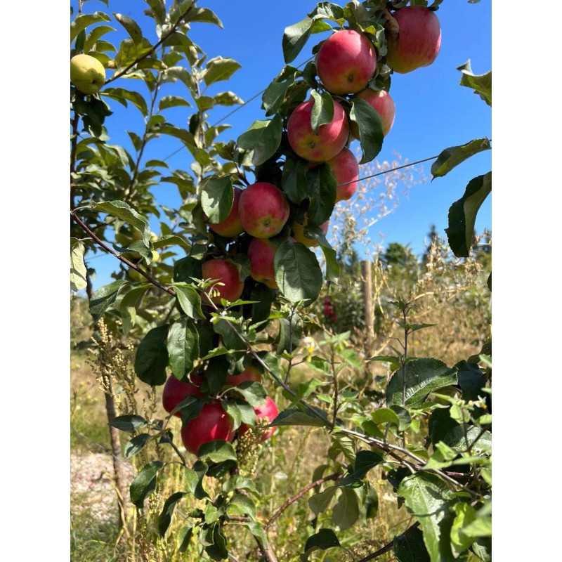 Santiam Red Giant Apple Tree on M7, bare root,3/8" 32