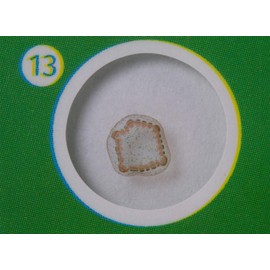 Levenhuk LabZZ P12 Plants Educational Prepared Microscope Slides Set of 12 Biological Samples for Kids with Curiosity for Botany