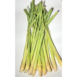 Lemon Grass Stalks, Freshly Harvested, 10 Count, For Thai Cooking Flavor