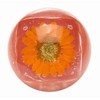 Blossoms Lip Gloss DUO Orange (Clear 0.1 oz (4 g)