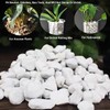 Natural 1-2CM Hard Chunky Perlite 10QT for Plants Horticultural Coarse