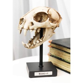 Ebros Faux Taxidermy Replica Bobcat Fossil Skull Baring Jaws and Teeth Statue On Museum Gallery Pole Mount and Brass Name Plate 7.5" Long Red Lynx Bobcats Animal Skeleton Decor Figurine Model