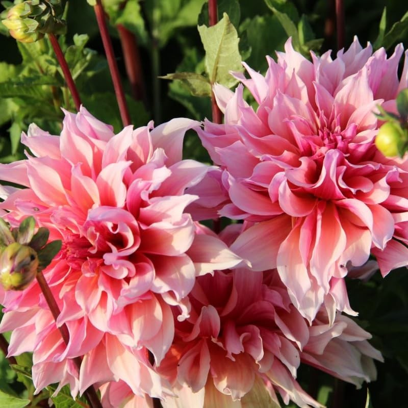 100+ Dahlia Labyrinth Flower Seeds - Exotic Labyrinth Dahlia Seeds