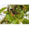 Fresh White Mulberry (Morus alba), 50 seeds