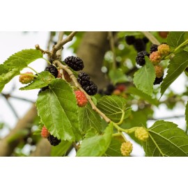 Fresh White Mulberry (Morus alba), 50 seeds
