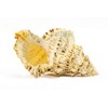 Conch Shell Decor - Seashell Decor - 9" Large Frog
