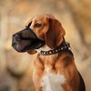 Muzzle Medium Dogs Adjustable Poison Bait Protection Dog Black Muzzles