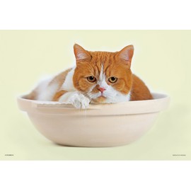 108 Piece Jigsaw Puzzle, Futeneko Haruma, Cat Pot, Large Piece, 10.2 x 15.0 inches (26 x 38 cm)
