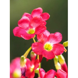 Shamrock Bulbs Seeds Creeping Oxalis Triangularis Organic Bulbs Plants Seeds for Planting (Iron Cross Oxalis Bulbs, 6, Count)