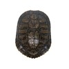 6-7" Red Ear Turtle Shell (227GS-0607)