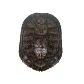 6-7" Red Ear Turtle Shell (227GS-0607)
