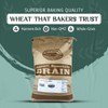 Wheat Montana Bronze Chief Hard Red Wheat Berries, Bulk, 50