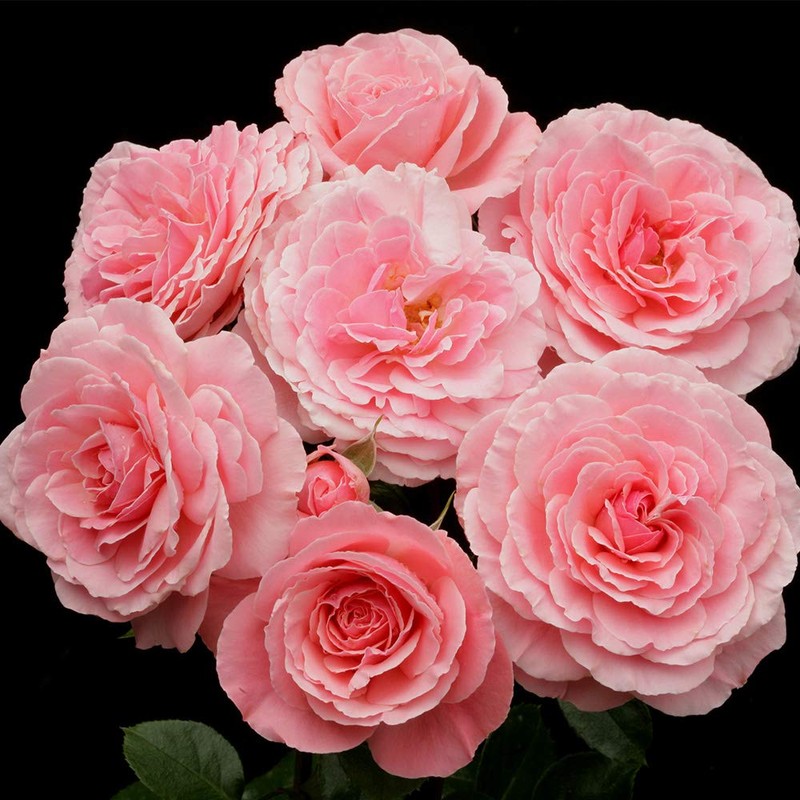 Own-Root One Gallon Sexy Rexy Floribunda Rose by Heirloom Roses