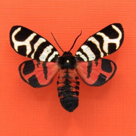 Real mounted red Tiger moth - Arctia festiva - A1/A1-