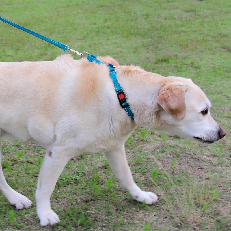 Joytale Martingale Collar for Dogs, Reflective Heavy Duty for Safety,