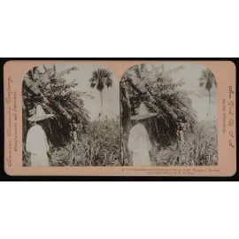 Special Label Photo:A tropical scene on the Tamasen River (near Tampico) Mexico 1901