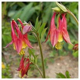Everwilde Farms - 1 Oz Wild Columbine Native Wildflower Seeds - Gold Vault