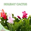 Florida House Plants Christmas Cactus, 4 inch Xmas Thanksgiving Easter
