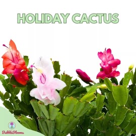 Florida House Plants Christmas Cactus, 4 inch Xmas Thanksgiving Easter Holiday Schlumbergera Cacti Pi
