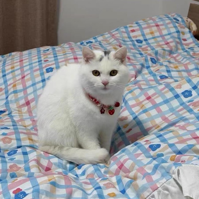 Hjvvr Cat Collar With Bell,Breakaway Pet Collar,Red Theme Strawberry Collar