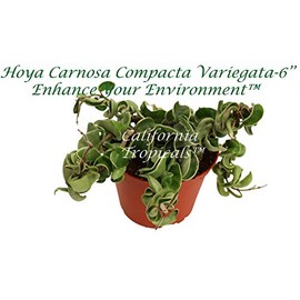 Rare Hoya Carnosa 'Compacta Variegata' - Hindu Rope - 6'' from California Tropicals