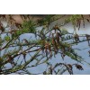 The Jonsteen Company Pond Cypress | Medium Tree Seedling |