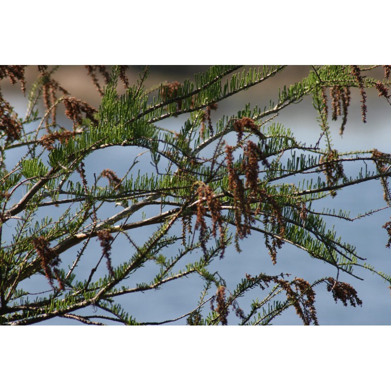 The Jonsteen Company Pond Cypress | Medium Tree Seedling |