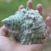 iao.v.p 2pcs XXL Hermit Crab Shells, Natural Sea Conch, Green,