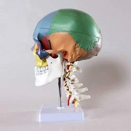 Global-Dental Human Skull Anatomical Teaching Model with 7 Cervical Vertebrae Nerve and Artery with Stand
