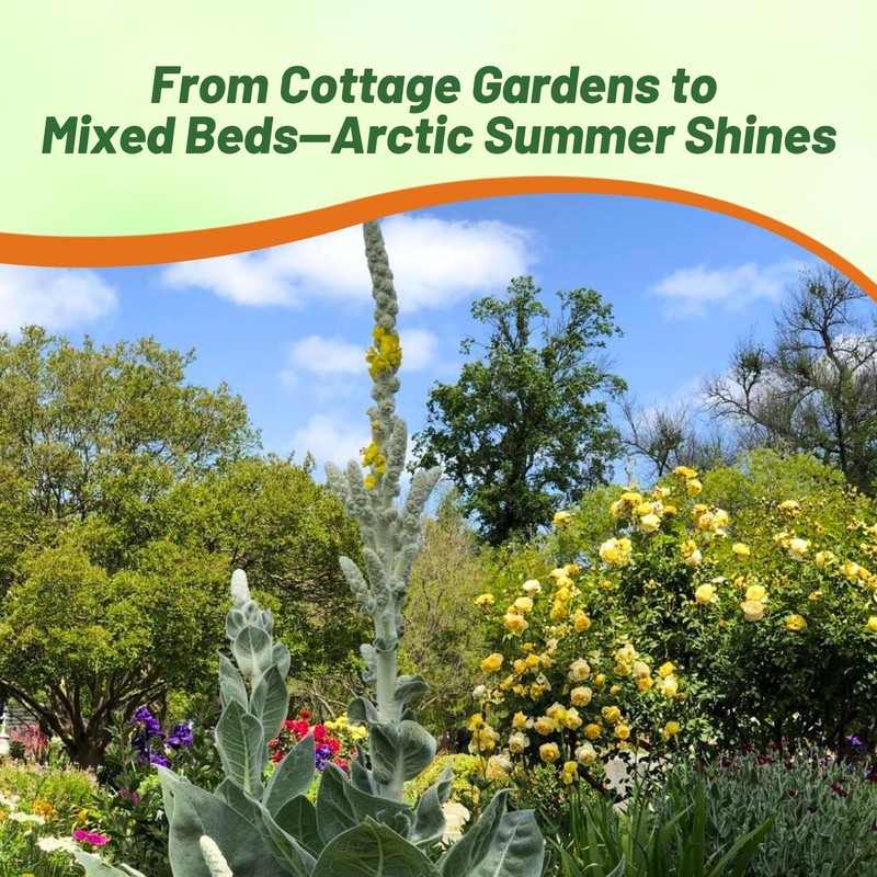 Outsidepride Arctic Summer Mullein Seeds for Planting - 250 Pcs