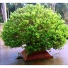 Seeds4planting - Seeds Ornamental Holy Basil Indoor Tulsi Green Thai