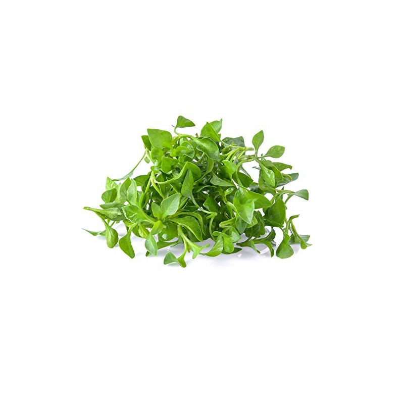 Watercress Garden Seeds - 0.25 Oz - Non-GMO, Heirloom, Vegetable